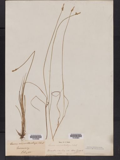 Carex