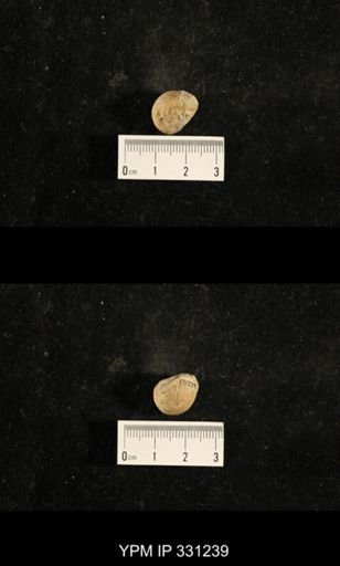 Euphemites carbonarius