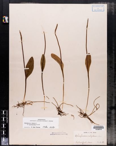 Ophioglossum vulgatum