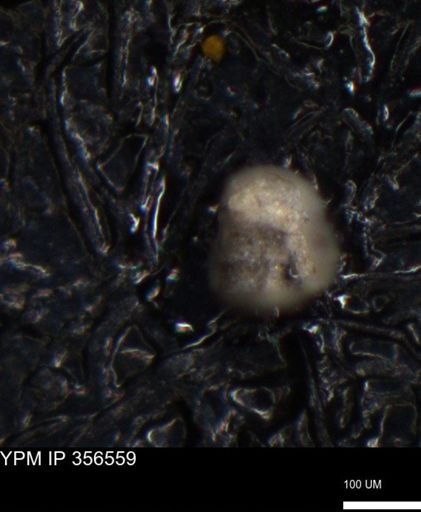 undet. Foraminiferida