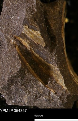 undet. Bivalvia