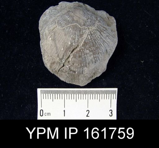 Brachyprion philomela