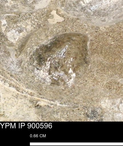 Anomia gryphorhyncha