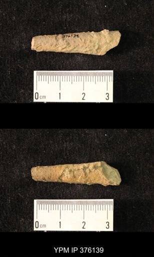 Pseudorthoceras knoxense