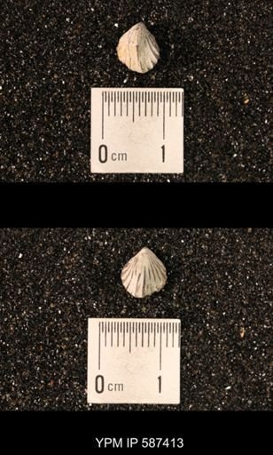 Camarotoechia whitei