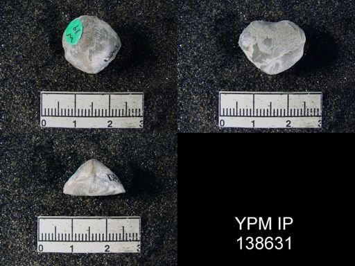 Spirigerella derbyi