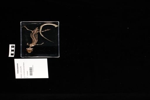 Trachylepis quinquetaeniata
