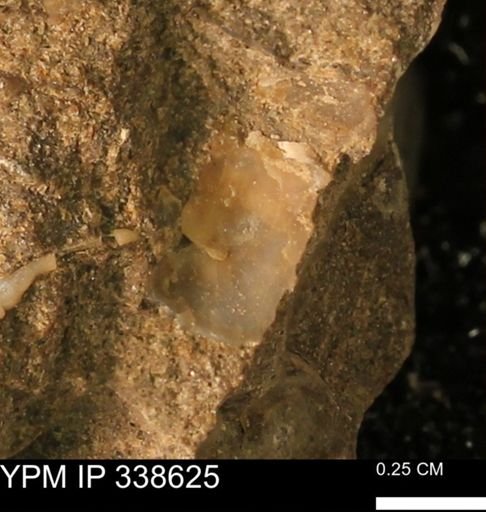 undet. Mollusca