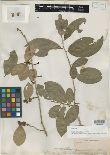 Savia laurifolia