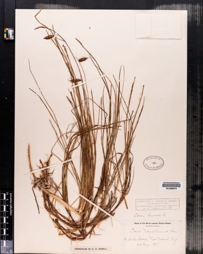 Carex limosa