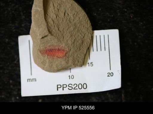 undet. Synziphosurina