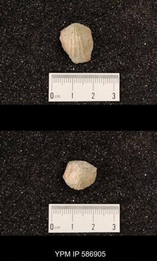 Rhynchotrema capax