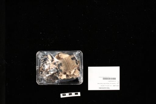 Pyxis arachnoides