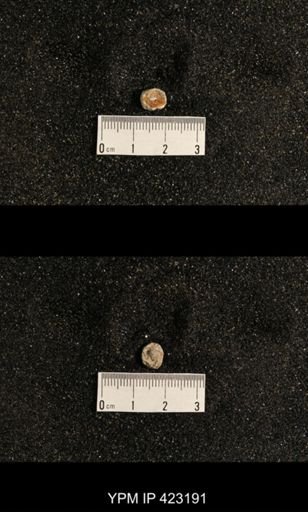Streptorhynchus crenistria