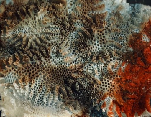 Lichenopora intricata