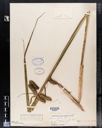 Carex pseudocyperus
