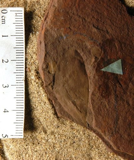Dalbergia rinkiana