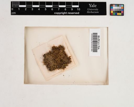 Plantae