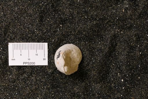 Turbonitella subcostata