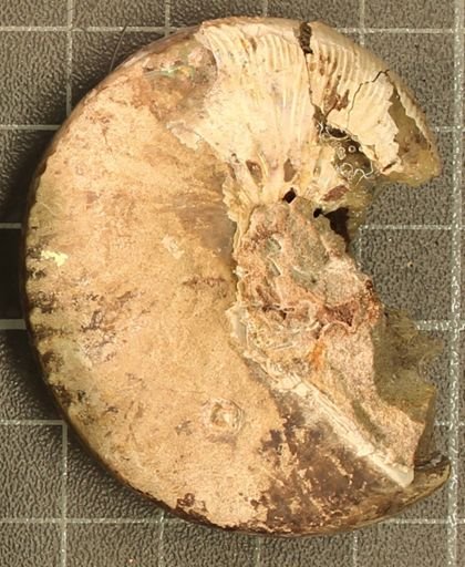 Hoploscaphites nicolletii