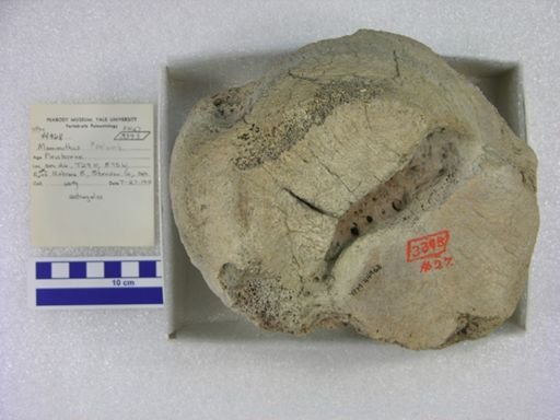 Mammuthus columbi?