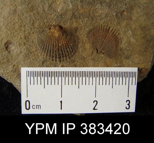 Tropidoleptus sp.