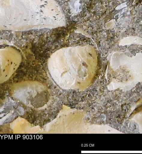 Corbulamella sp.