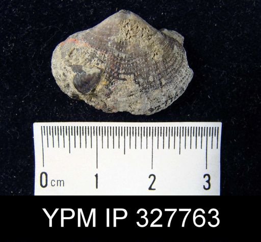 Spirifer fimbriatus