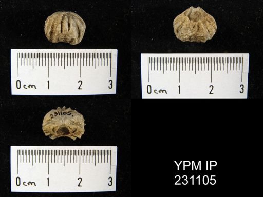 Wellerella truncata