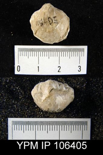 Dalmanella sp.