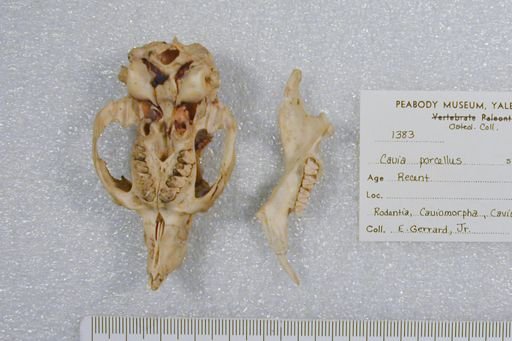 Cavia porcellus