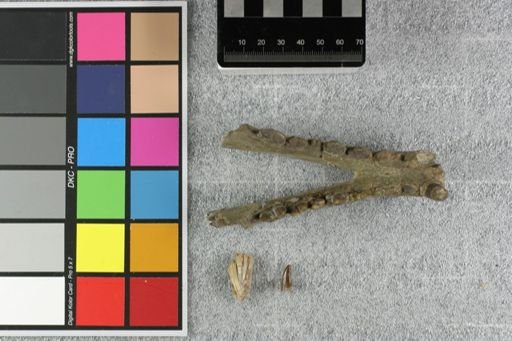 Hyaenodon crucians