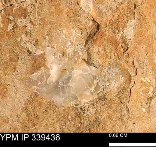 undet. Ostreidae