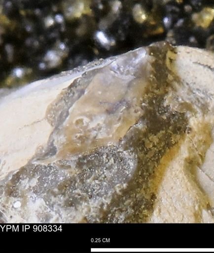 undet. Bivalvia