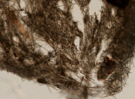 Halichondria melanadocia
