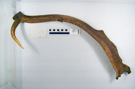 Capreolus capreolus