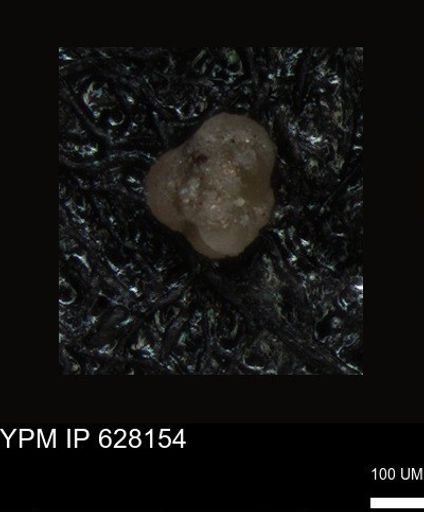 undet. Foraminiferida
