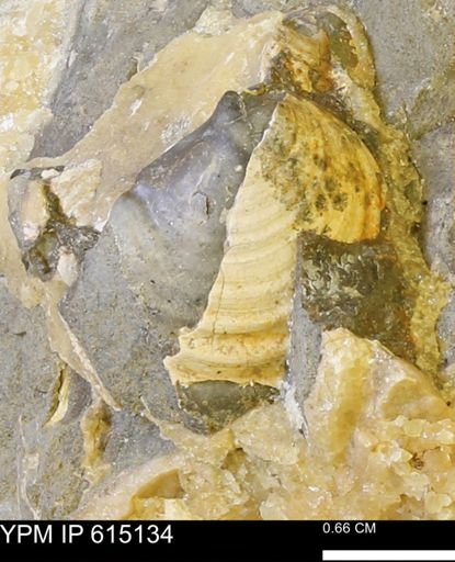 Inoceramus sp.