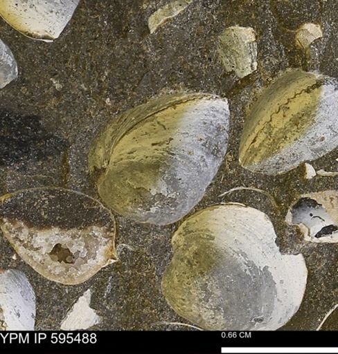 Protocardia sp.