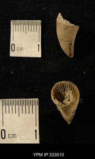 Zaphrentis cf. conulus