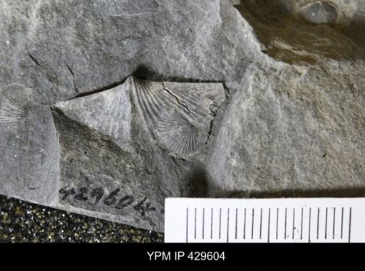 Mucrospirifer thedfordensis