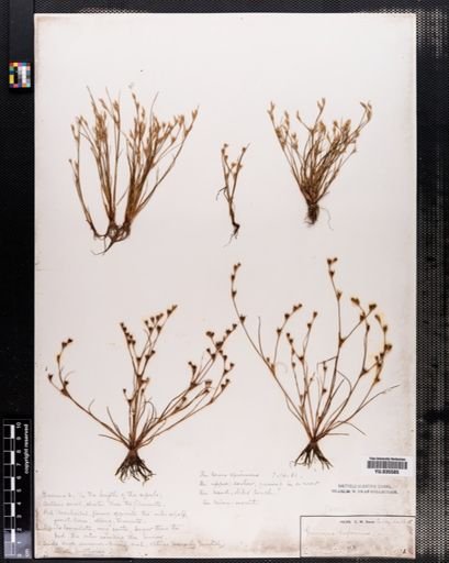 Juncus bufonius
