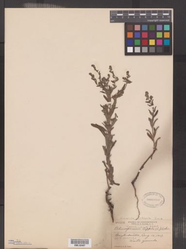 Lappula squarrosa