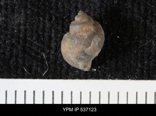 Viviparus montanaensis