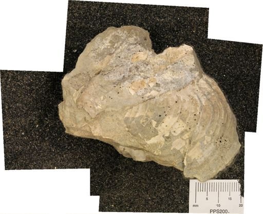 undet. Mollusca