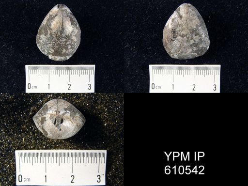 Meristella barrisi