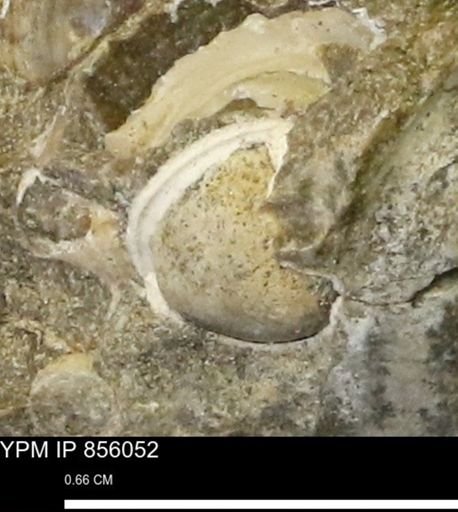 undet. Bivalvia