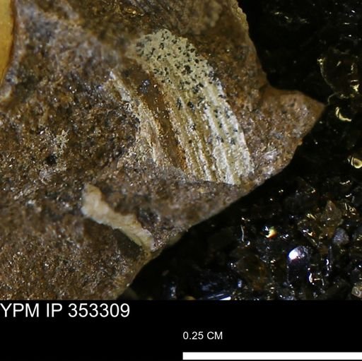 Limopsis striatopunctatus