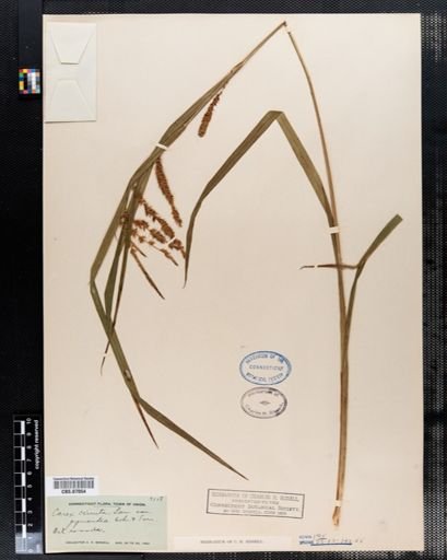 Carex crinita