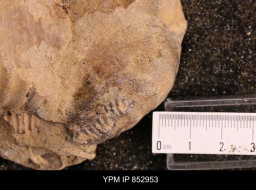 Inoceramus brogniarti